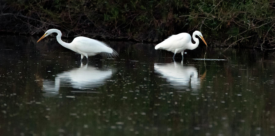 Great Egrets 4328-011320-2 Photograph by Tam Ryan