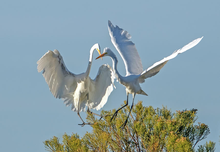 Great Egrets 4614-010321 Photograph by Tam Ryan
