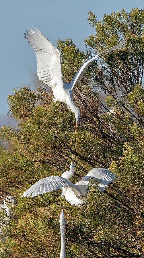 Great Egrets 4617-010321-2 Photograph by Tam Ryan