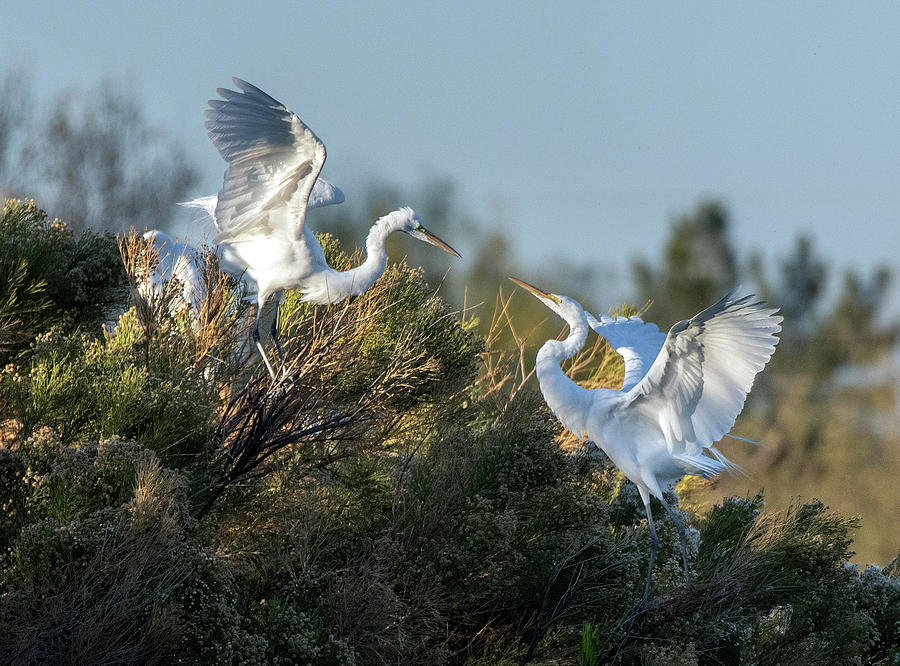 Great Egrets 4787-010321 Photograph by Tam Ryan