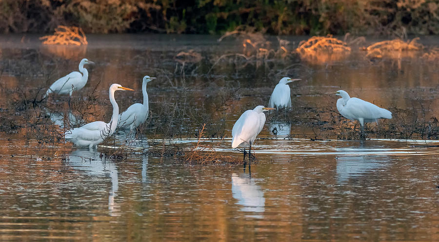 Great Egrets 4845-010321-2 Photograph by Tam Ryan