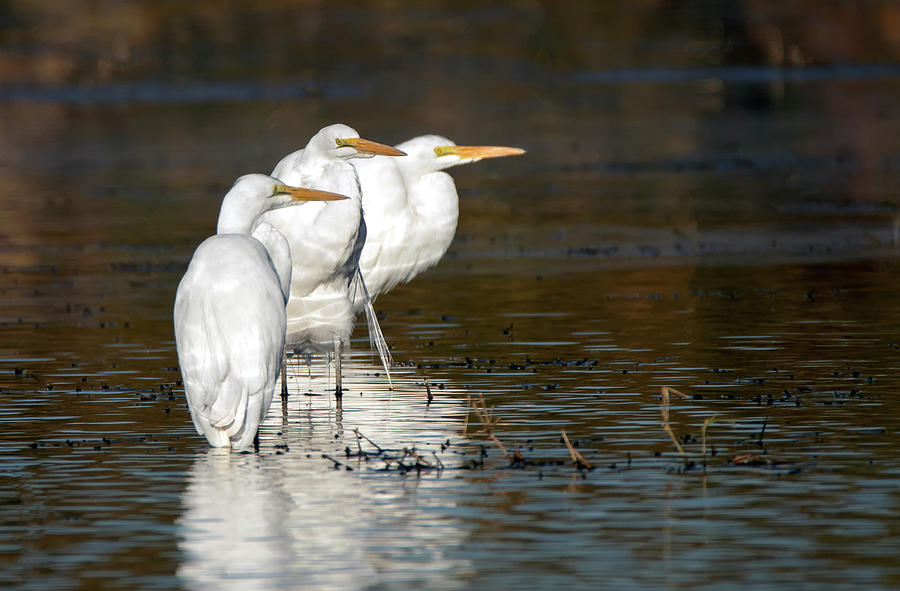 Great Egrets 5017-010621-2 Photograph by Tam Ryan