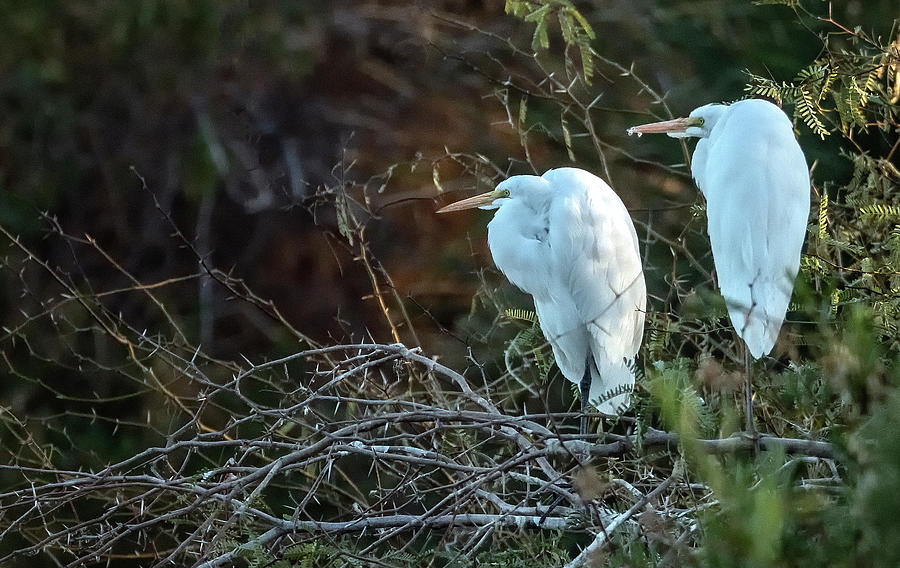 Great Egrets 5138-010521-2 Photograph by Tam Ryan
