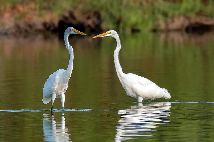 Great Egrets 7005-080320-2 Photograph by Tam Ryan