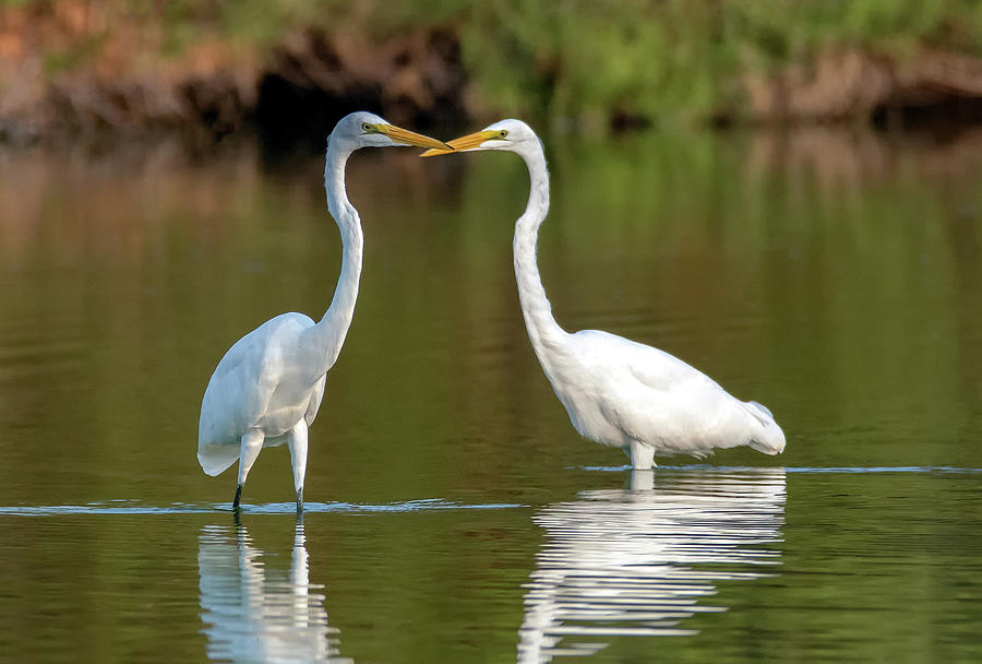 Nature Photograph - Great Egrets 7006-080320-2 by Tam Ryan