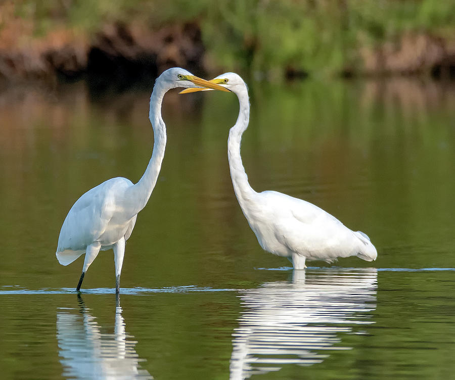 Great Egrets 7007-080320-2 Photograph by Tam Ryan