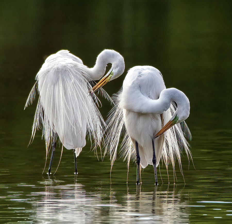 Great Egrets 8665-061922-2 Photograph by Tam Ryan