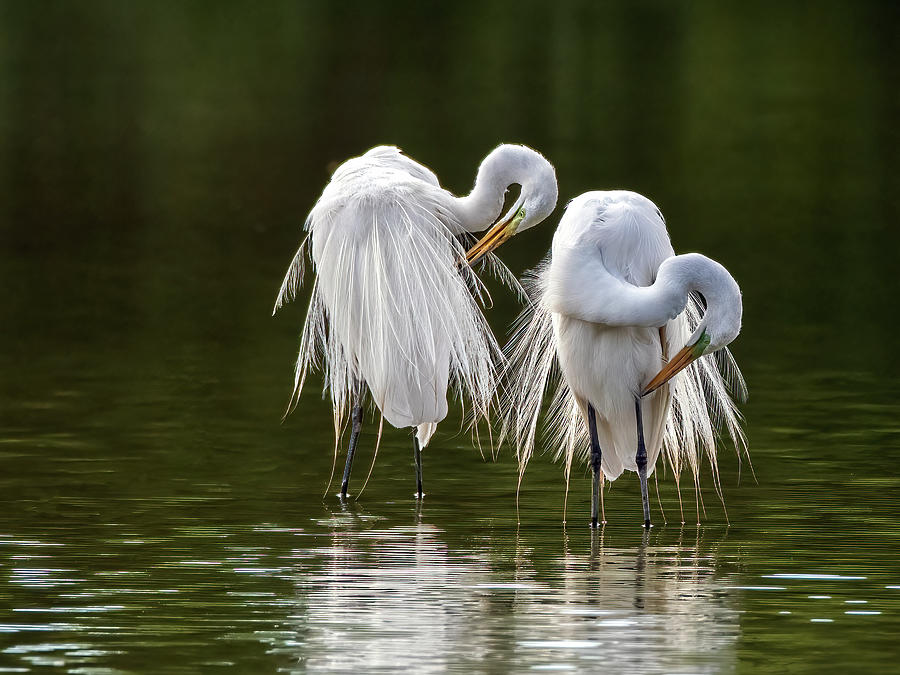 Great Egrets 8665-061922-3Contest Photograph by Tam Ryan