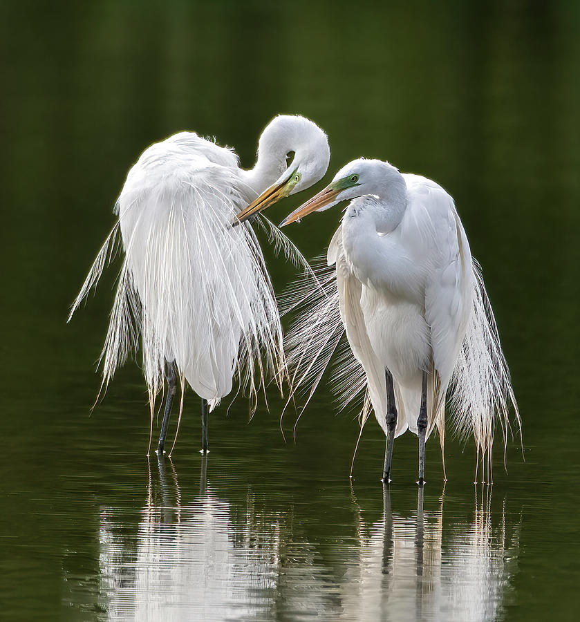 Great Egrets 8760-061922-2 Photograph by Tam Ryan