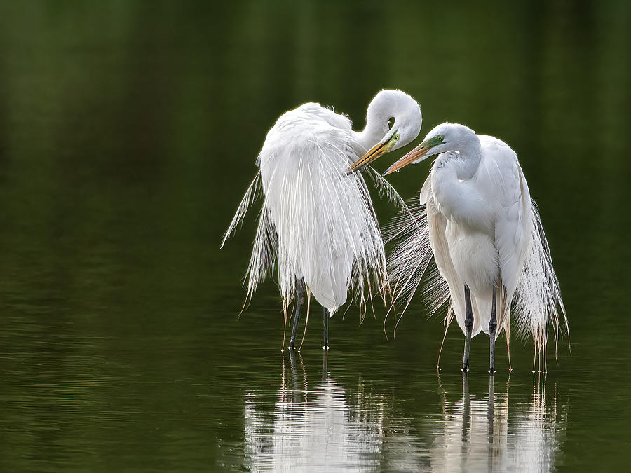 Great Egrets 8760-061922-3Contest Photograph by Tam Ryan
