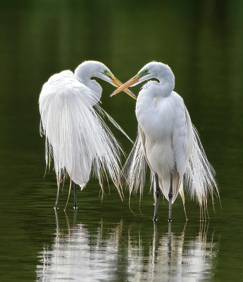 Great Egrets 8762-061922-2 Photograph by Tam Ryan