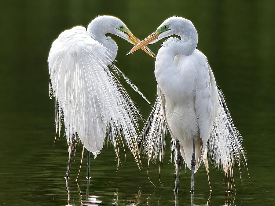Great Egrets 8762-061922-3 Photograph by Tam Ryan