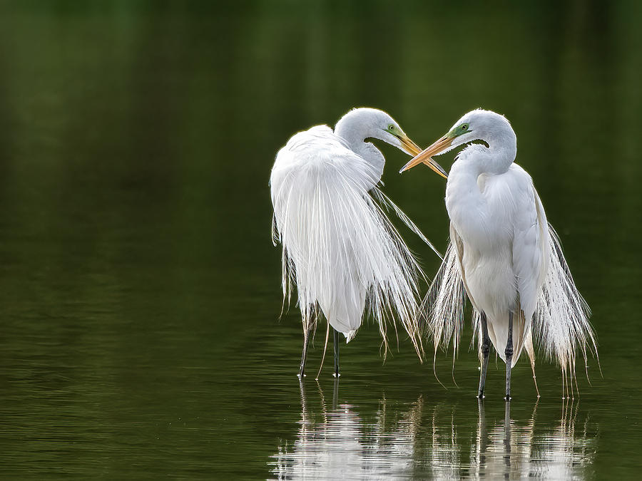 Great Egrets 8762-061922-3Contest Photograph by Tam Ryan