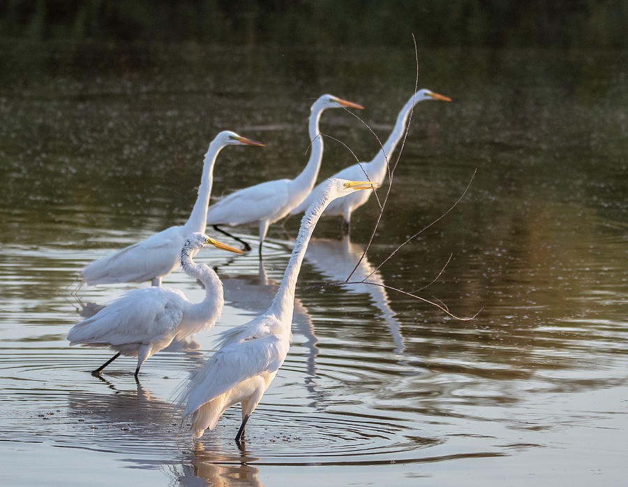 Great Egrets 9030-061421-2 Photograph by Tam Ryan