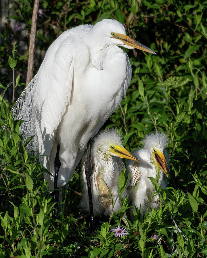 Great Egrets Adult and 2 Nestlings Photograph by Bradford Martin