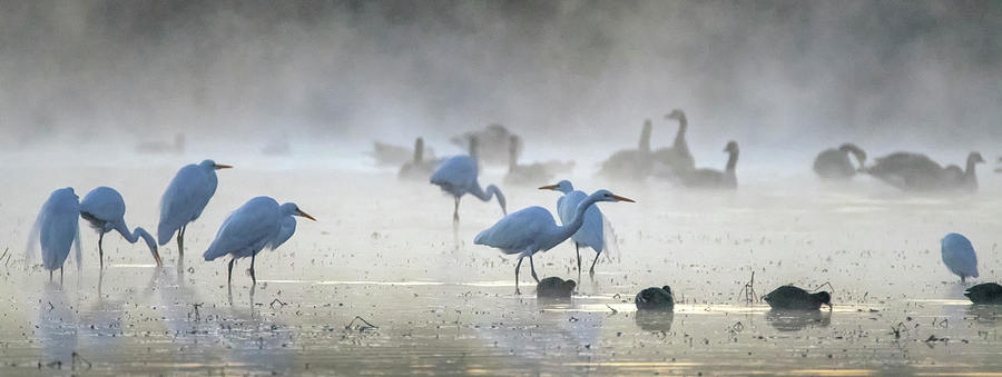 Great Egrets and Canada Geese in the Mist 3037-120820-2 Photograph by Tam Ryan