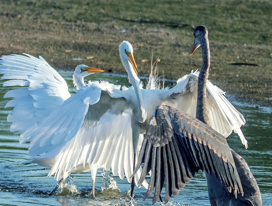 Great Egrets and Great Blue Heron Face-off 2718-070821-2 Photograph by Tam Ryan