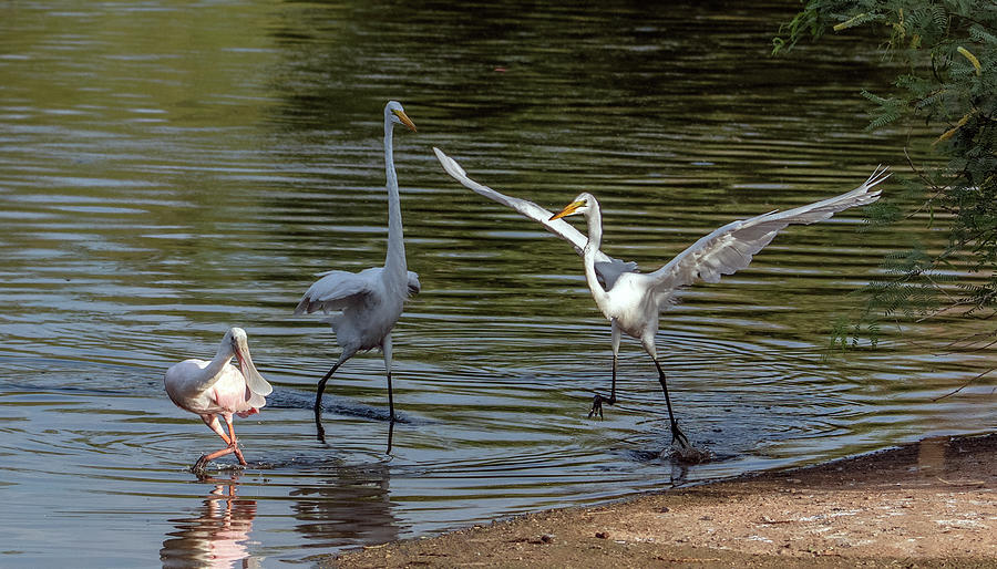 Great Egrets and Roseate Spoonbill Chase 2471-070621-2 Photograph by Tam Ryan