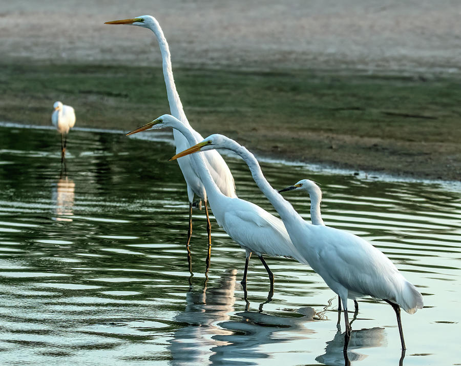 Great Egrets and Snowy Egret 2581-070821-2 Photograph by Tam Ryan