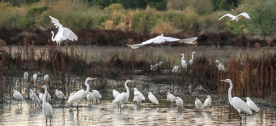 Great Egrets and Snowy Egrets 4056-010221-2 Photograph by Tam Ryan