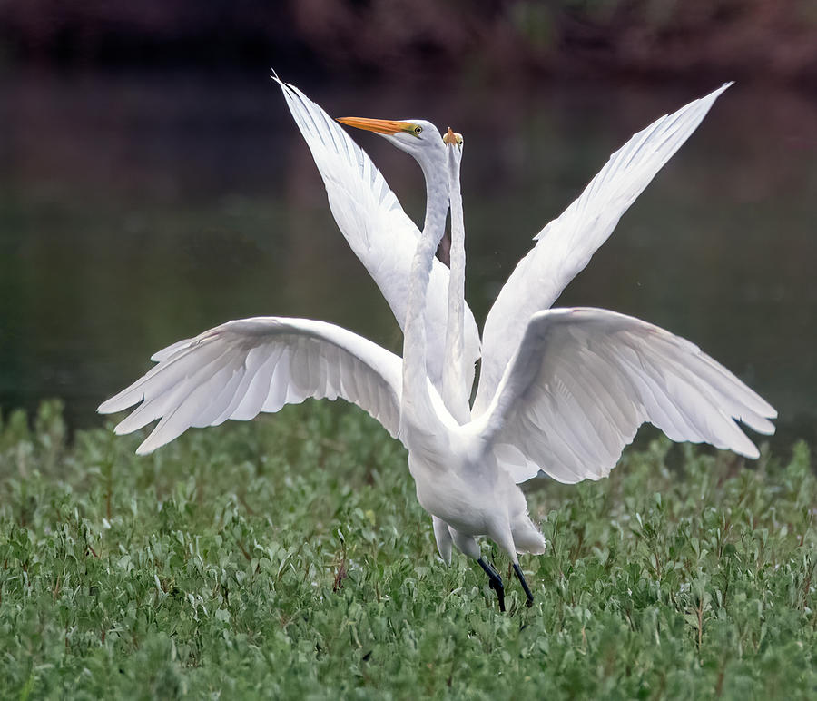 Great Egrets Chase 4106-071921-2 Photograph by Tam Ryan