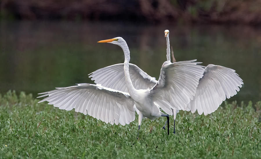 Great Egrets Chase 4108-071921-2 Photograph by Tam Ryan