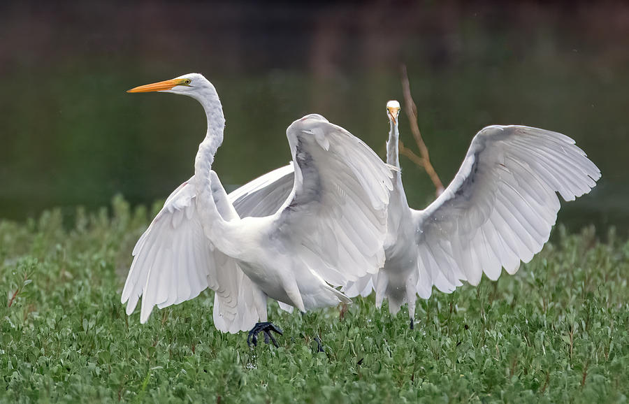 Great Egrets Chase 4109-071921-2 Photograph by Tam Ryan