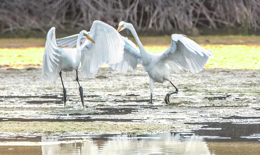 Great Egrets Chase 7361-061622-2 Photograph by Tam Ryan