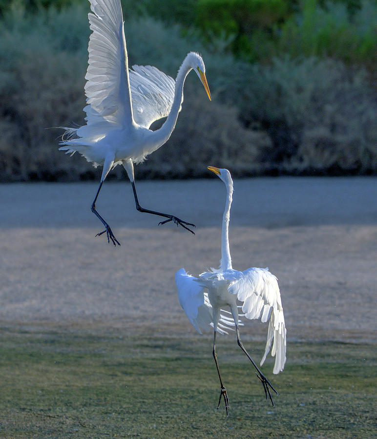 Great Egrets Face-off 2689-070821 Photograph by Tam Ryan