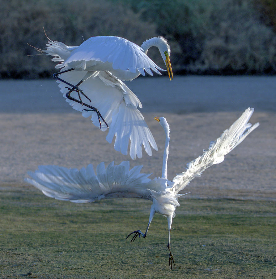 Great Egrets Face-off 2690-070821-2 Photograph by Tam Ryan