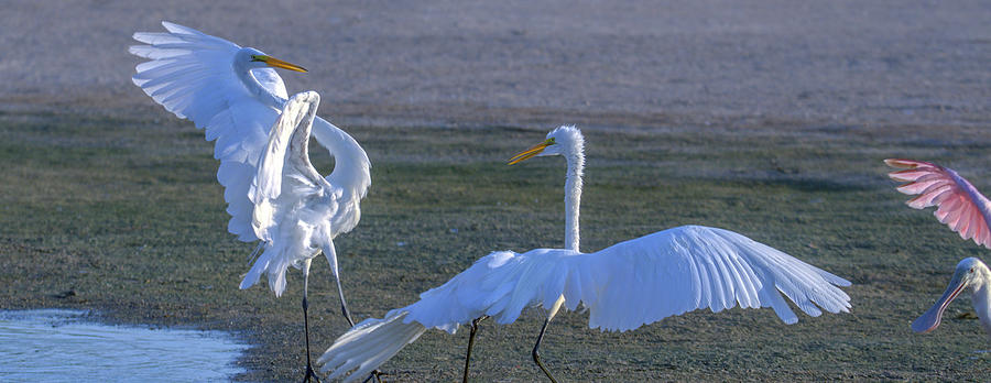 Great Egrets Face-off 2694-070821-2 Photograph by Tam Ryan