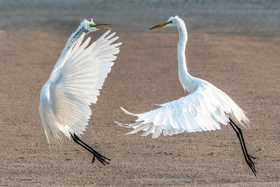 Great Egrets Face-off 3024-071221-2 Photograph by Tam Ryan