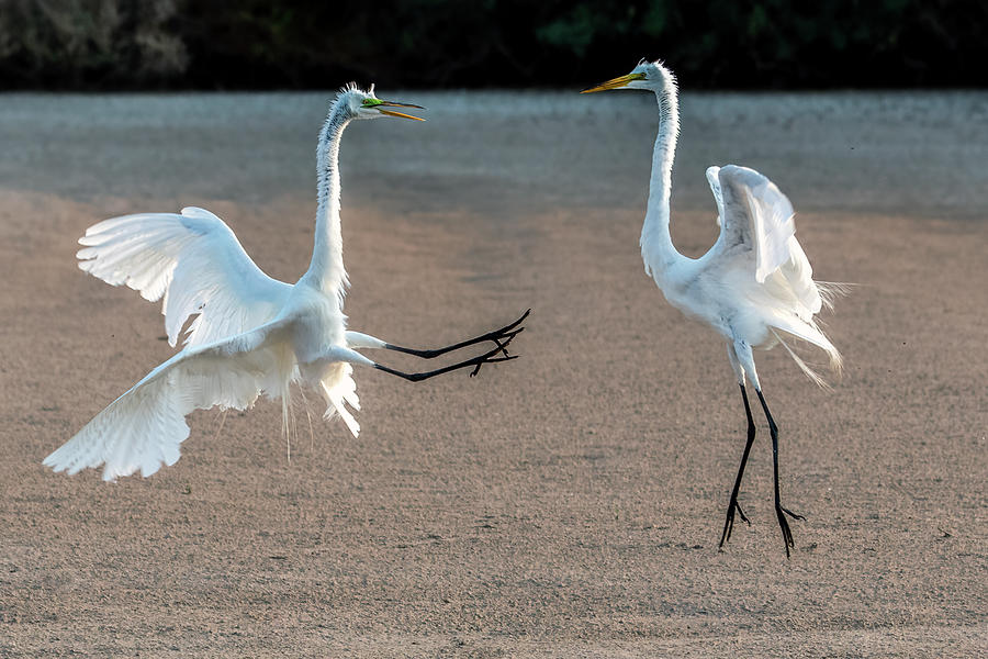 Great Egrets Face-off 3025-071221-2 Photograph by Tam Ryan