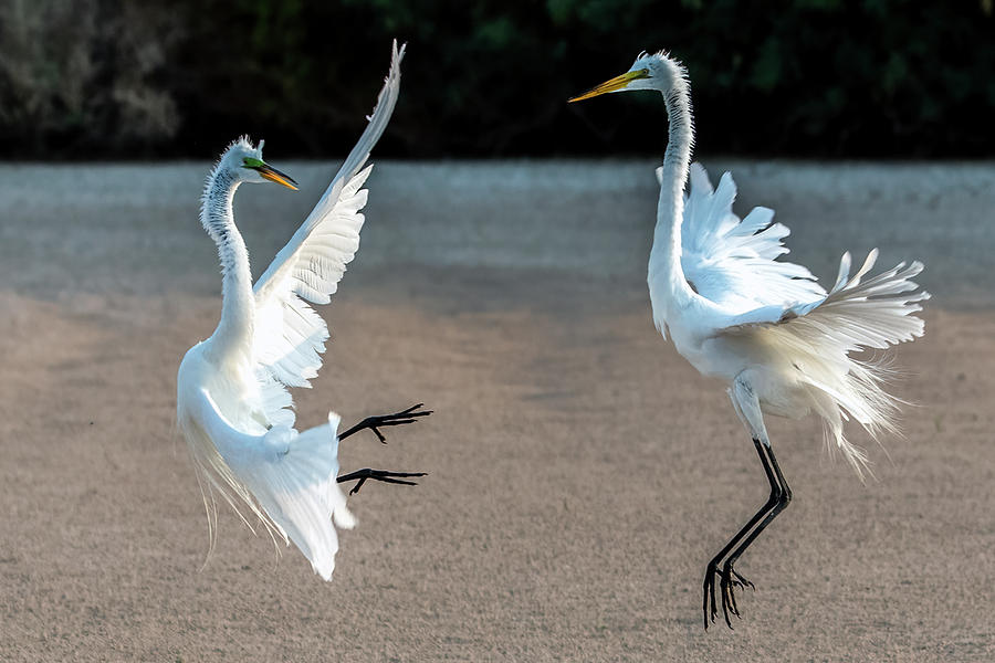 Great Egrets Face-off 3026-071221-2 Photograph by Tam Ryan