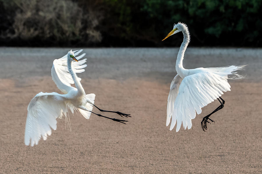 Great Egrets Face-off 3027-071221-2 Photograph by Tam Ryan