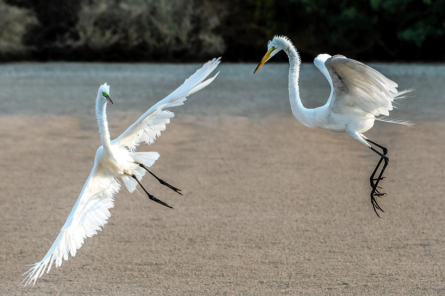 Great Egrets Face-off 3028-071221-2 Photograph by Tam Ryan