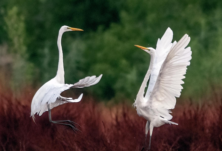 Great Egrets Face-off 3307-071621-3 Photograph by Tam Ryan