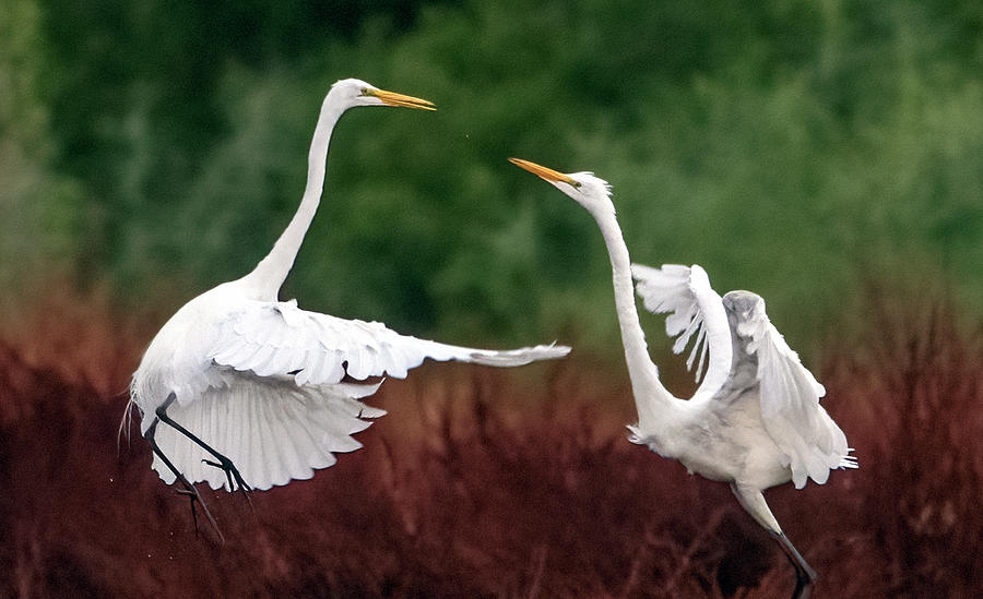 Great Egrets Face-off 3310-071621-3 Photograph by Tam Ryan - Fine Art ...