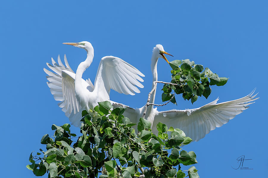 Wildlife Photograph - Great Egrets Fussing Around by Jim Thompson Wildlife Photograph - Great Egrets Fussing Around by Jim Thompson