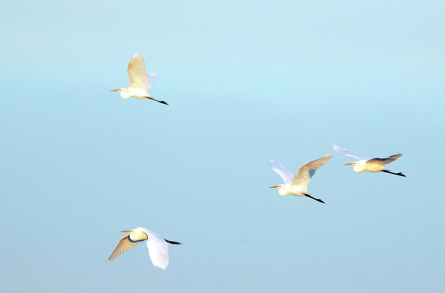 Great Egrets in Flight 1929-010120-2 Photograph by Tam Ryan