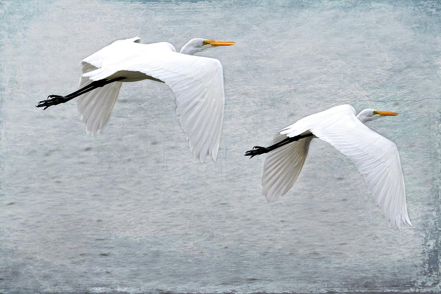 Great Egrets In Flight Photograph by Debra Martz