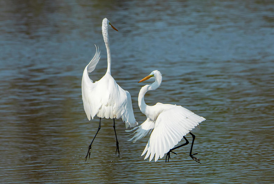 Great Egrets in Motion  Photograph by Sandra Js