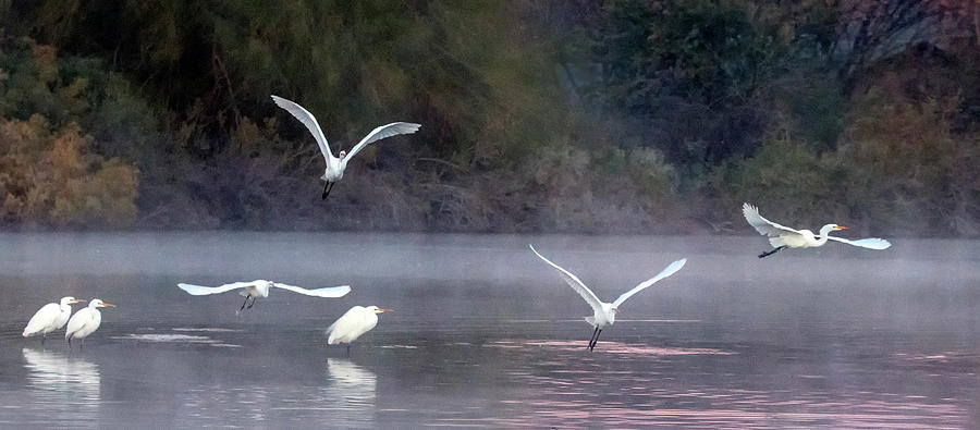 Great Egrets in the Mist 1866-010120-2 Photograph by Tam Ryan