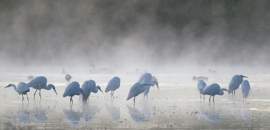 Great Egrets in the Mist 3016-010820-2 Photograph by Tam Ryan