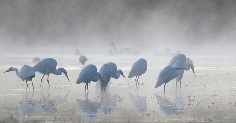 Great Egrets in the Mist 3016-010820-3 Photograph by Tam Ryan