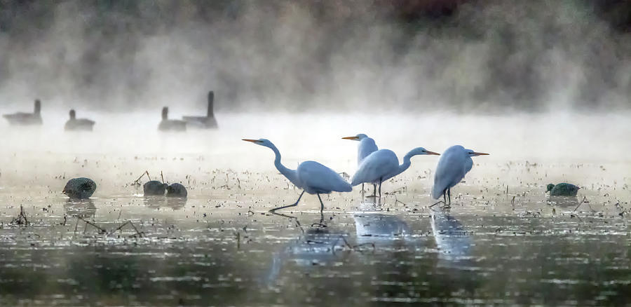 Great Egrets in the Mist 3021-010820-2 Photograph by Tam Ryan