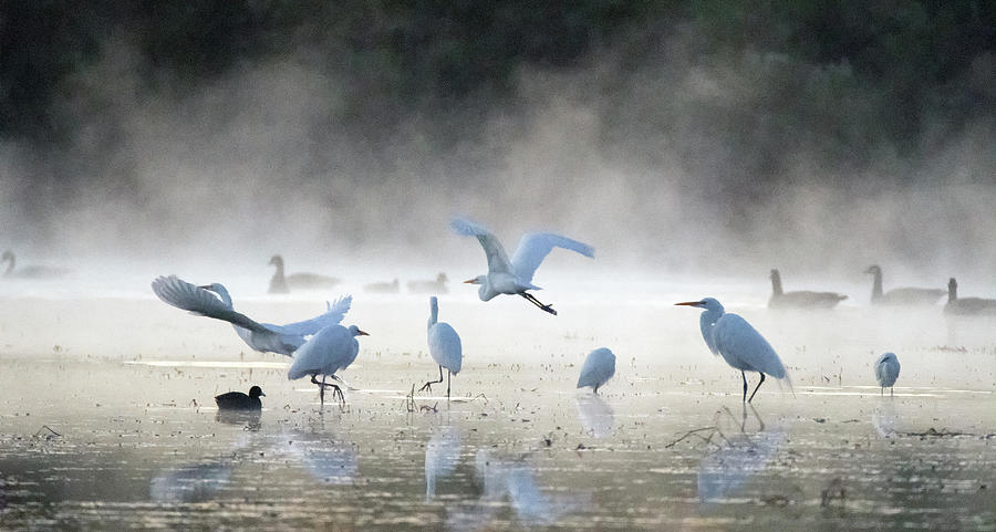 Great Egrets in the Mist 3023-010820-2 Photograph by Tam Ryan