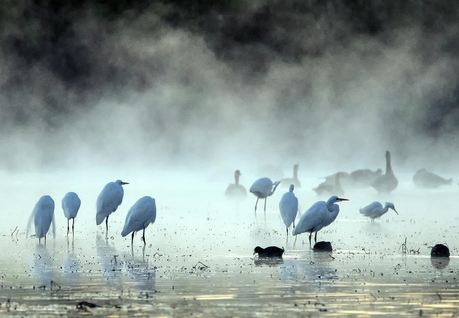 Great Egrets in the Mist 3038-010820-2 Photograph by Tam Ryan