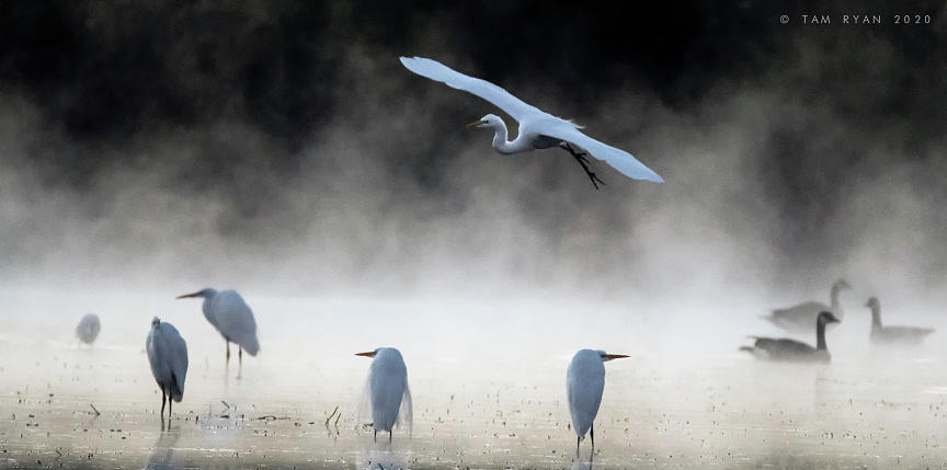 Great Egrets in the Mist 3056-010820-2 Photograph by Tam Ryan