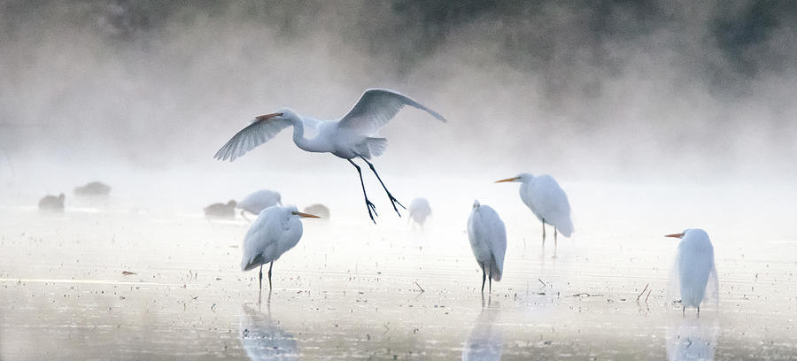 Great Egrets in the Mist 3060-010820-2 Photograph by Tam Ryan